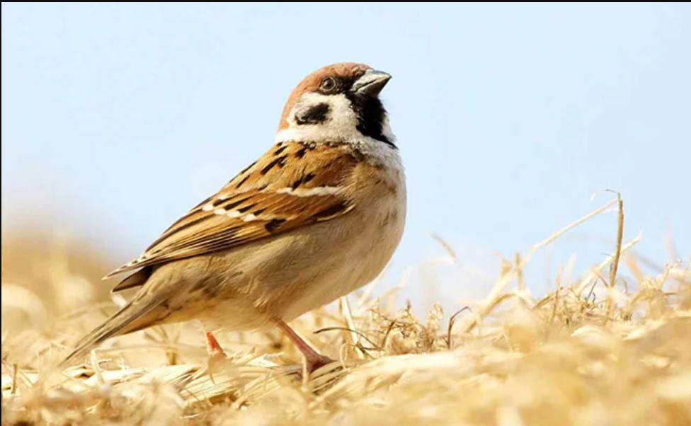 world sparrow day